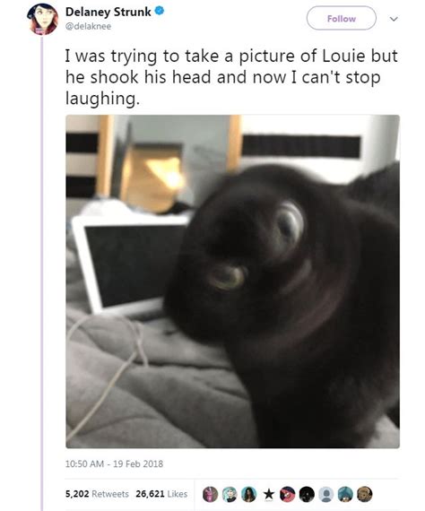 50 Of The Absolute Funniest Cat Tweets From 2018 Funny Cats Cats Laugh