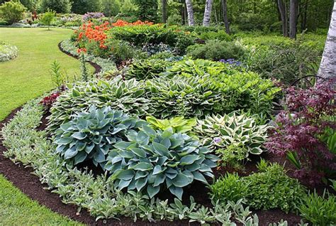 Hosta Outdoor Plants For Your Garden Backyard Landscaping Outdoor