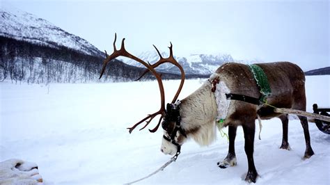 Reindeer Of Norway Thunderphotography Flickr