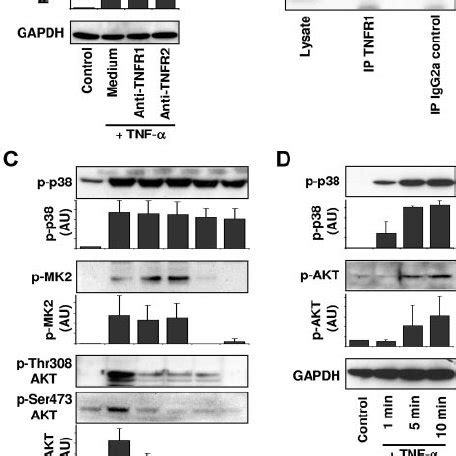 Working Model Of Tnf And Fas Ligandinduced Neutrophil Apoptosis