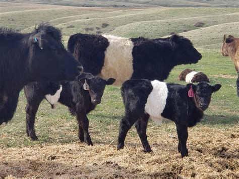 Registered Belted Galloway Cattle