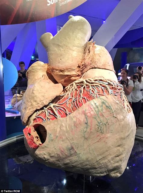 Preserved 600 Lb Blue Whale Heart Will Last 1000 Years Daily Mail Online