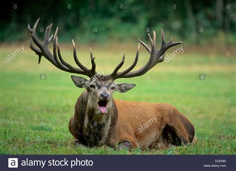 Red Deer Cervus Elaphus The Rutting Season Screaming