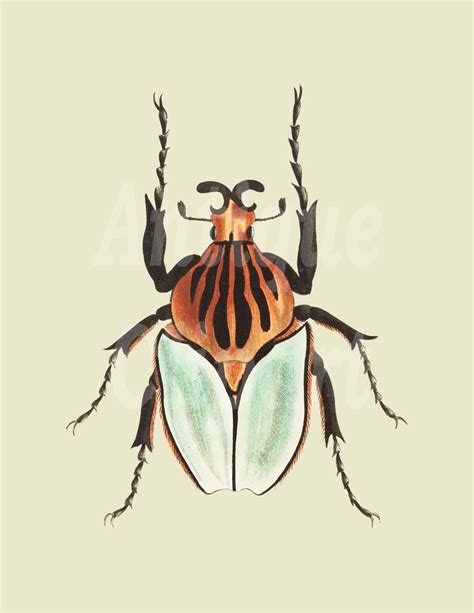 Insect Clip Art Cacique Beetle Vintage Digital Etsy