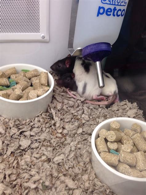 Most guinea pig owners find that with a little training, they can learn to groom their pets at home. Petco - 13 Reviews - Pet Stores - 12163 N Sheridan Blvd ...