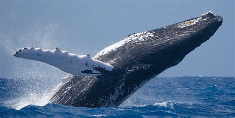 Whale Communication Shape Of Life