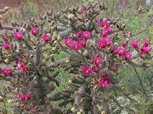 No one knows for sure how the cactus came to africa, but the most likely source was european colonists who planted the cactus as ornamentals or living but how would conservationists know if it was effective? Cylindropuntia spinosior - Walkingstick Cactus, Cane ...