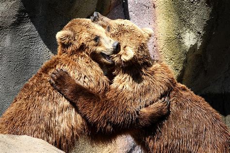 Bear Hug Photograph By Paulette Thomas Pixels
