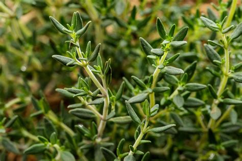 What Are The Health Benefits Of Thyme Medical News Today