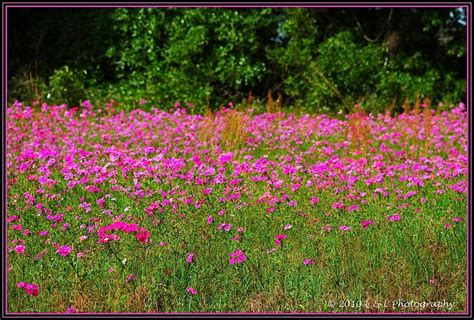 Local florida native wildflower seed and small containers of florida native plants shipped to your home. wildflowers | Florida Fotos: Spring wildflowers | Campo ...