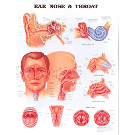 Anatomical Chart Ear Nose And Throat