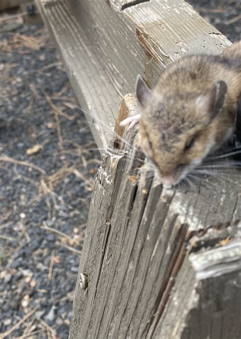 What specific rodent is this? - Ask Extension