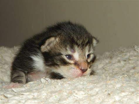 Vaidurya Norwegian Forest Cats Padmas Litter B 5 Newborn Norwegian