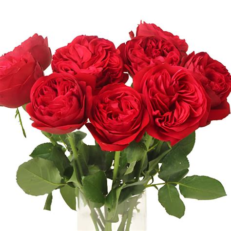 Wholesale Enticing Red Garden Rose ᐉ Bulk Enticing Red Garden Rose