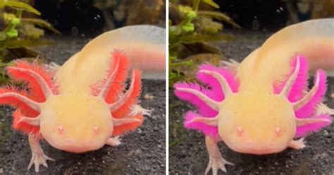 Video Of Colour Changing Amphibian Axolotl Goes Viral