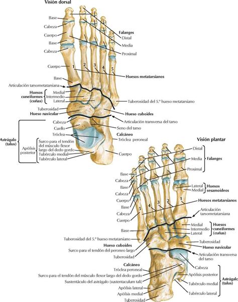 Huesos Del Pie Anatomia