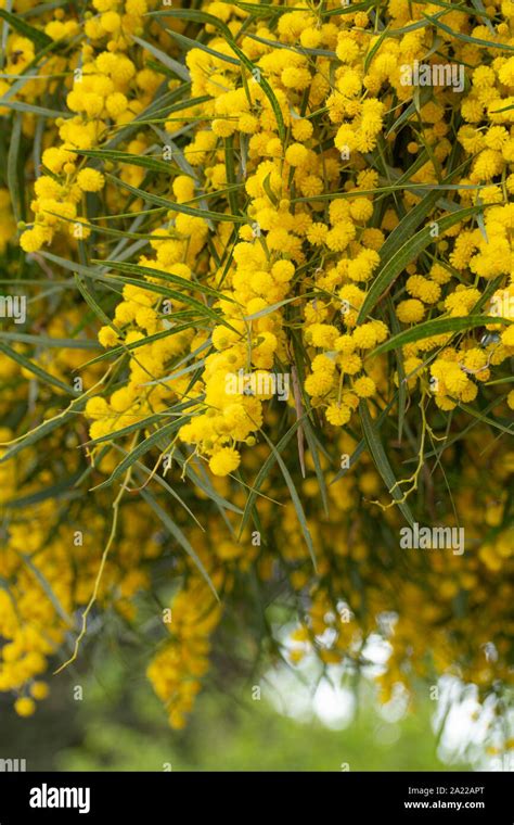 Spring Blossom Of Yellow Acacia Dealbata Or Mimosa Tree In Greece Close