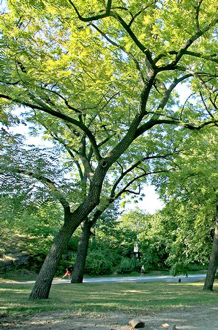 However, bagworms will feed on deciduous plants too, such as honeylocust. Black Walnut - Central Park Conservancy