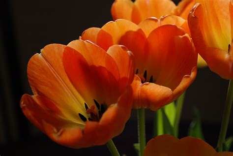 Fileorange Tulips Wikimedia Commons