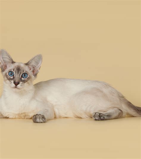 1920x2160 Resolution Bali Balinese Balinese Cat 1920x2160 Resolution