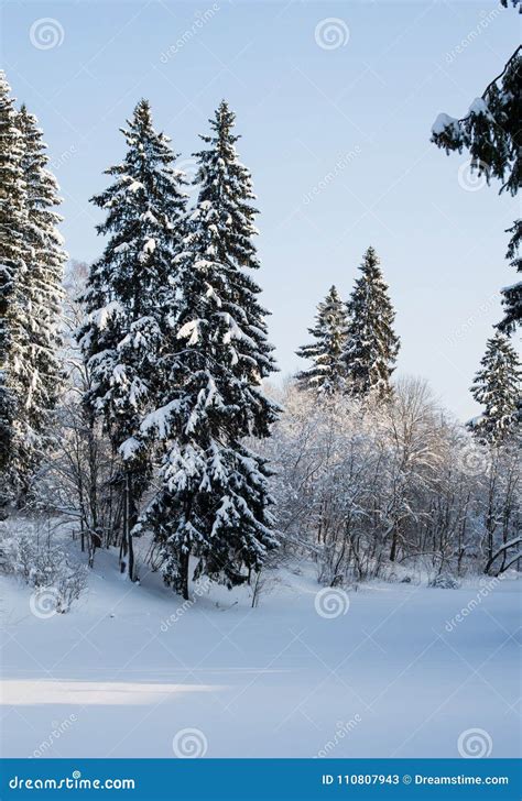 Beautiful Winter Forest On The Background Of Blue Sky Stock Image