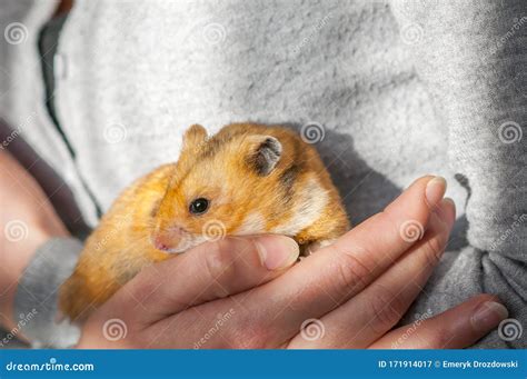 Syrian Hamster Mesocricetus Auratus Golden Hamster Stock Image Image