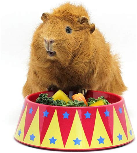 Haypigs Guinea Pig Toys And Accessories Circus Themed Food Craving