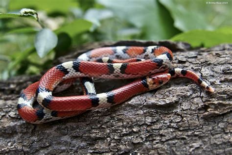 Northern Scarlet Snake Cemophora Coccinea Copei Develope Flickr