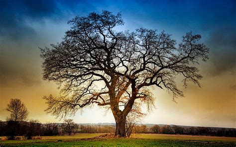 Hd Wallpaper Brown Tree Nature Sunset Trees Hdr Sky Beauty In
