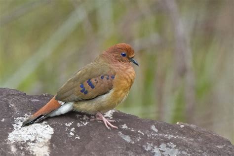 First Ever Photos Of Long Lost Blue Eyed Bird From Brazil