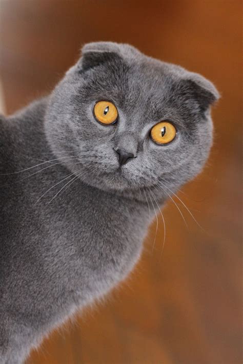 Some Top Unusual Cat Breeds On Earth Cat Breeds Scottish Fold Cats