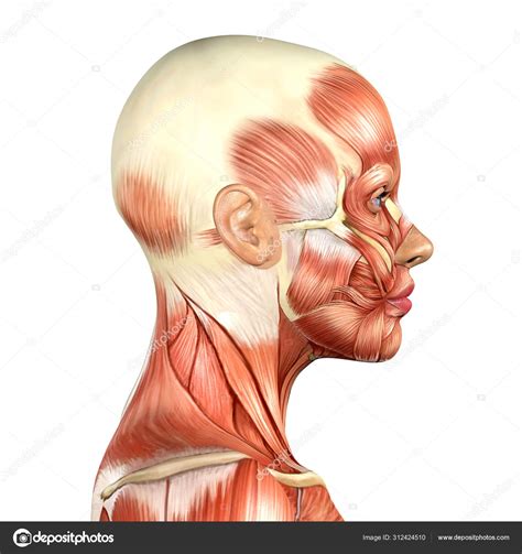 3d Illustration Of Female Head Muscles Anatomy Side View Stock Photo By