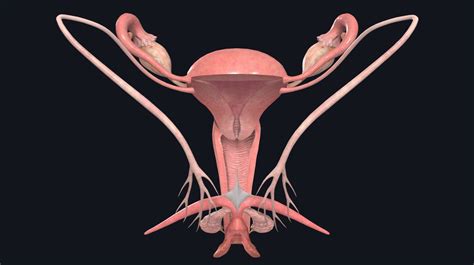 Multi ethnic conditions that affect men and women. The female reproductive system | Complete Anatomy