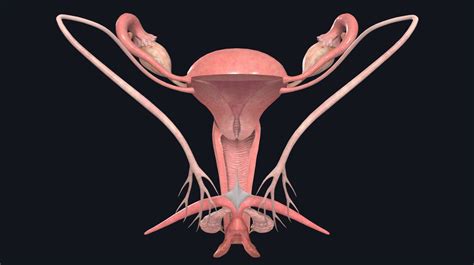 Have members as a group reflect on the. The female reproductive system | Complete Anatomy