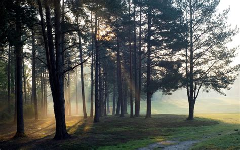 Wallpaper Sunlight Trees Landscape Forest Sunset Nature Grass