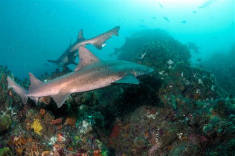 Spotted Gully Sharks Photo Video Showcase Wetpixel Underwater