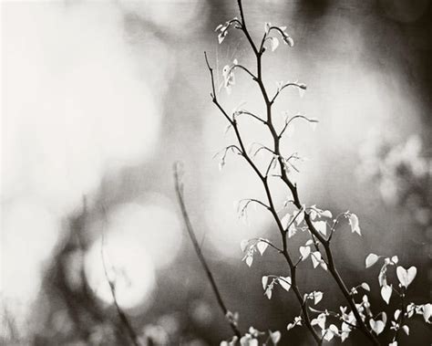 Black And White Nature Photography Art Sets Carolyn Cochrane Photography