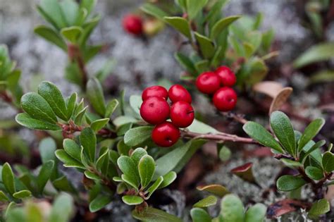 10 Different Types Of Edible Wild Berries You Can Safely Eat