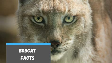 Bobcat Facts For Kids
