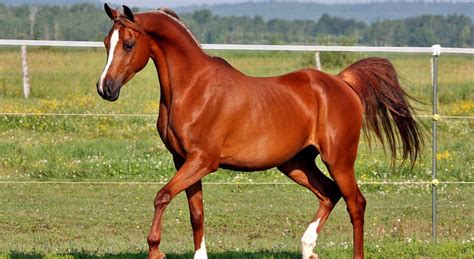 The 5 Most Expensive Horse Breeds In The World Seriously