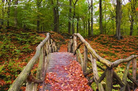 Bosques Puentes Otoño Follaje Hoja Naturaleza Hermosa Naturaleza