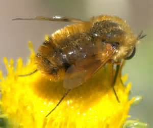 Yellow Fuzzy Bee Fly Lordotus Bugguidenet