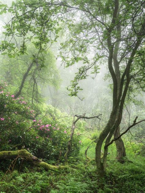 Through The Woods Gallery Simon Baxter Photography Forest