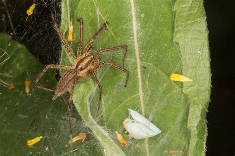 Grass Spider Animal Facts Agelenopsis A Z Animals