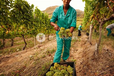 Women Harvesting Grapes In Vineyard Farmer Putting Bunch Of Grapes