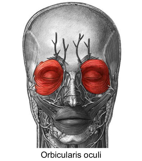 Orbital septum, and (4) dissection of muscle/skin ﬂap down to the the orbicularis oculi muscle from the preseptal portion. 301 Moved Permanently