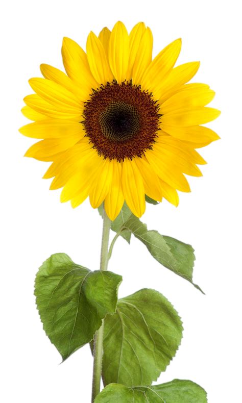 American Flag Sunflower Png Free Logo Image