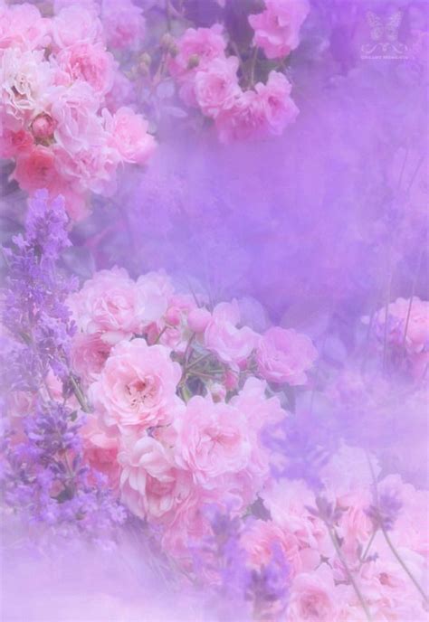 More Than Photography ~ Roses And Lavender ~ By Jmatz Lavender