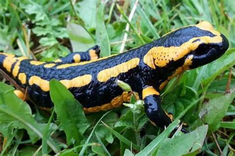 12 Salamanders In North Carolina Pictures The Critter Hideout