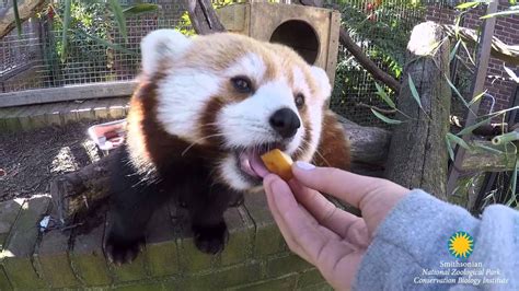 Red Pandas Are Back At The Smithsonians National Zoo Youtube